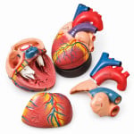 Heart Model (Jumbo)
